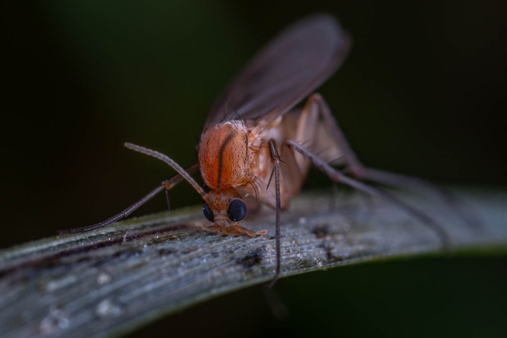 Moucherons sur les plantes : comment s’en débarrasser durablement