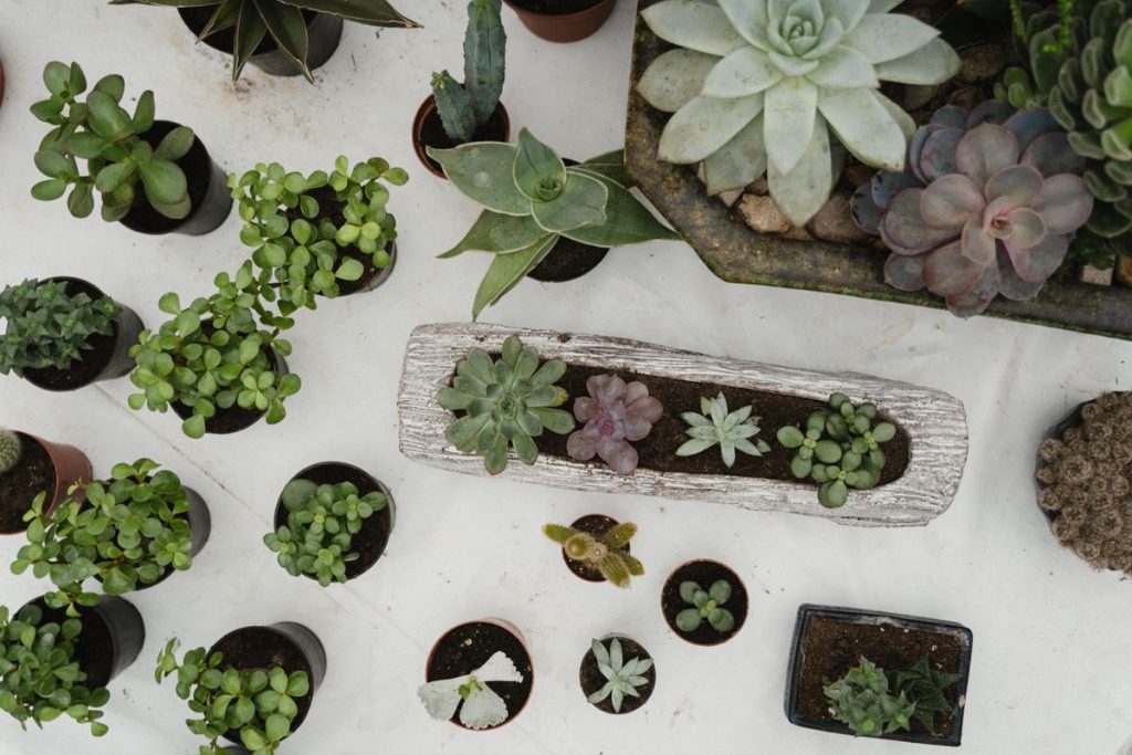 Plantes grasses d’extérieur : nos conseils d’entretien