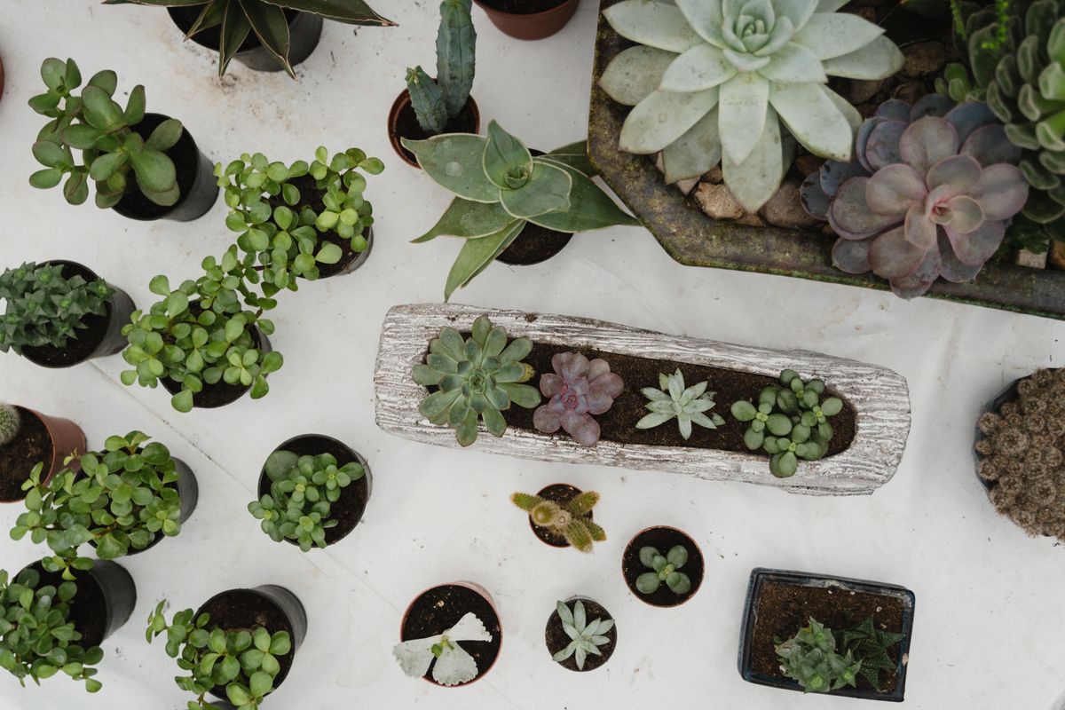 Plantes grasses d’extérieur : nos conseils d’entretien