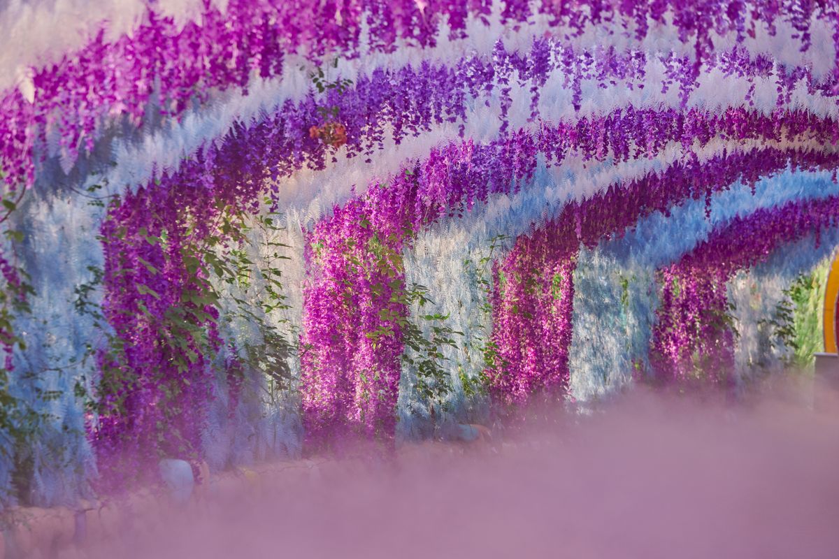 Quand tailler la glycine ? Le calendrier à suivre - Le meilleur calendrier pour tailler une glycine