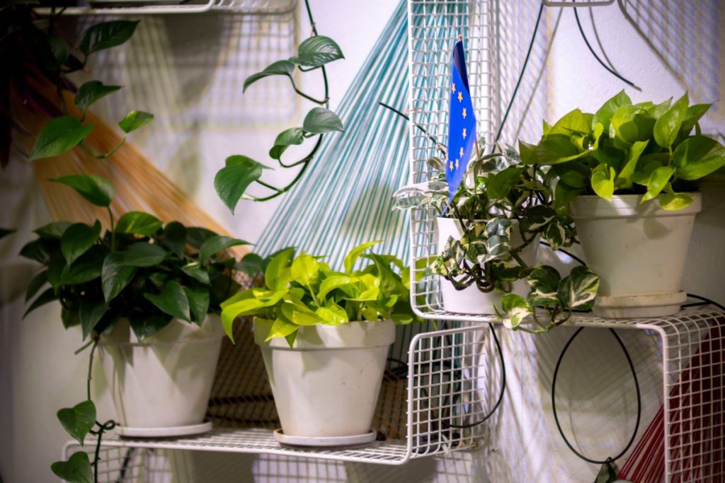 Support pour plantes grimpantes : ce qu’il faut retenir