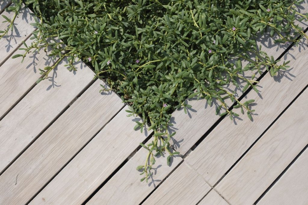 Dalles de terrasse en bois : nos conseils pour bien choisir, poser et entretenir